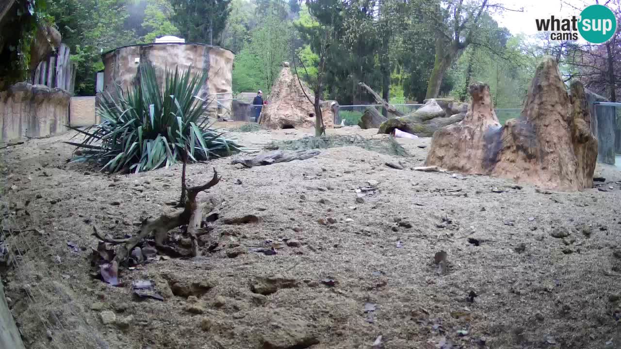Zoo Ljubljana – Meerkat (Suricata)