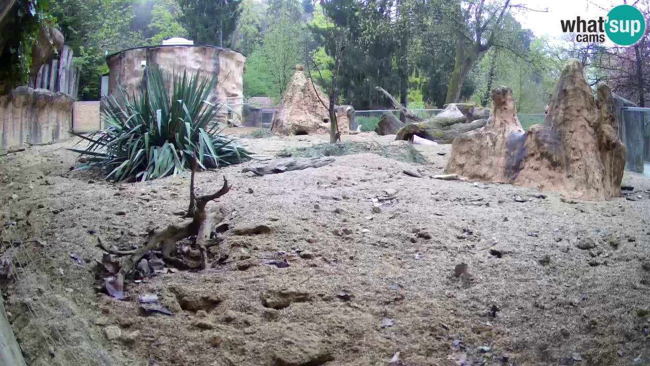 Webcam Zoo Ljubljana – Suricate