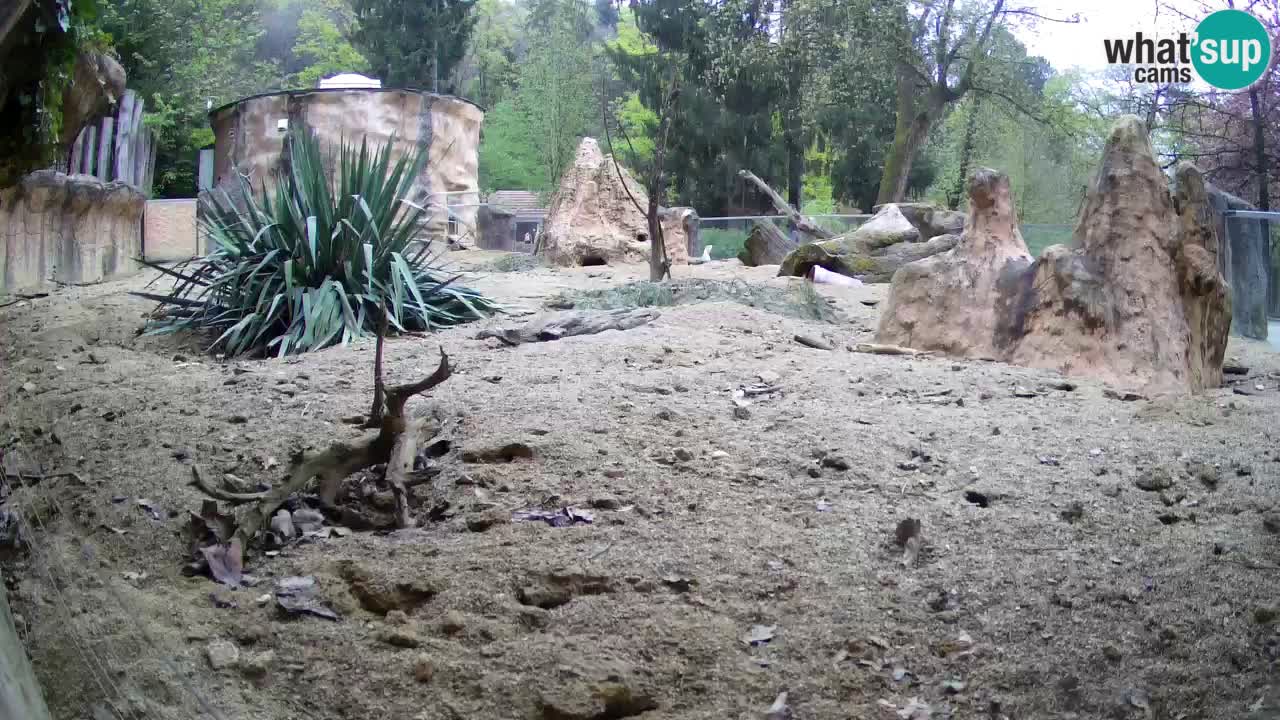 Zoo Ljubljana – Live webcam Meerkat (Suricata)