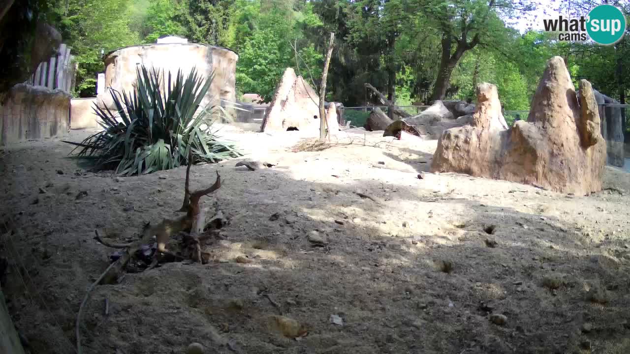 Webcam live Zoo Ljubljana – Suricata