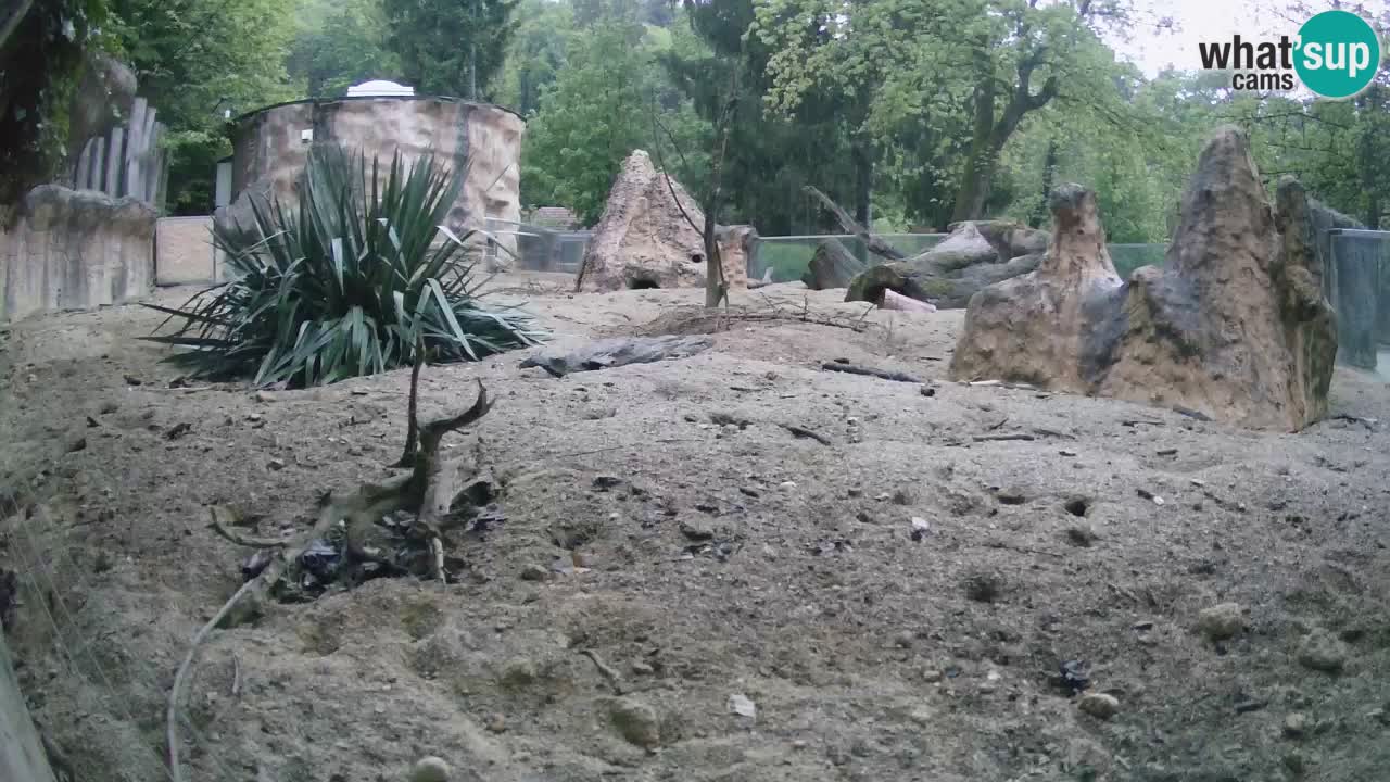 Webcam live Zoo Ljubljana – Suricata