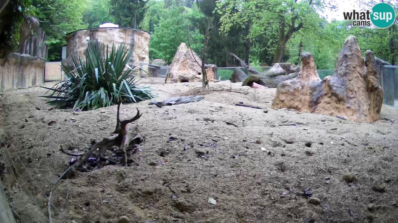 Zoo Ljubljana – Meerkat (Suricata)