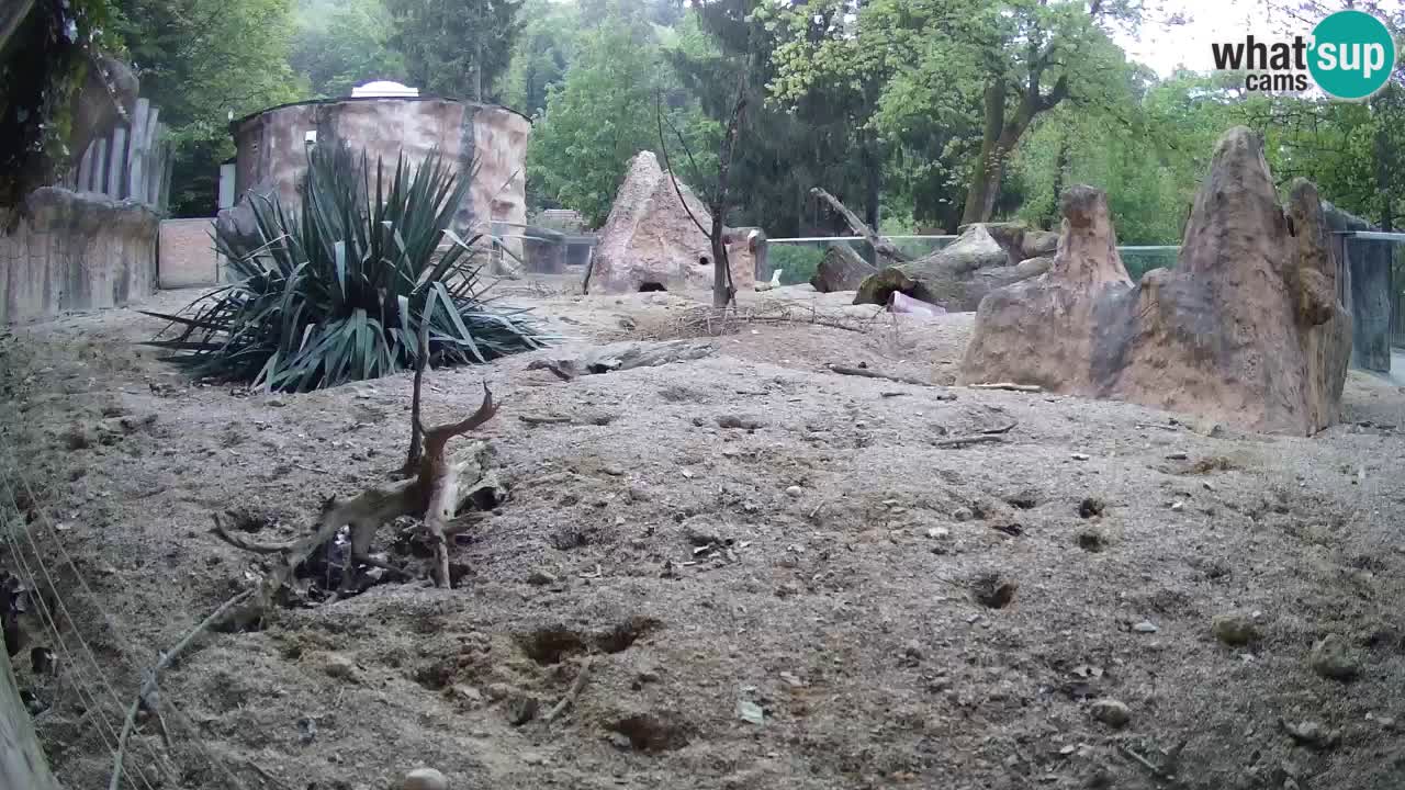 Web kamera Zoo Ljubljana – Merkat