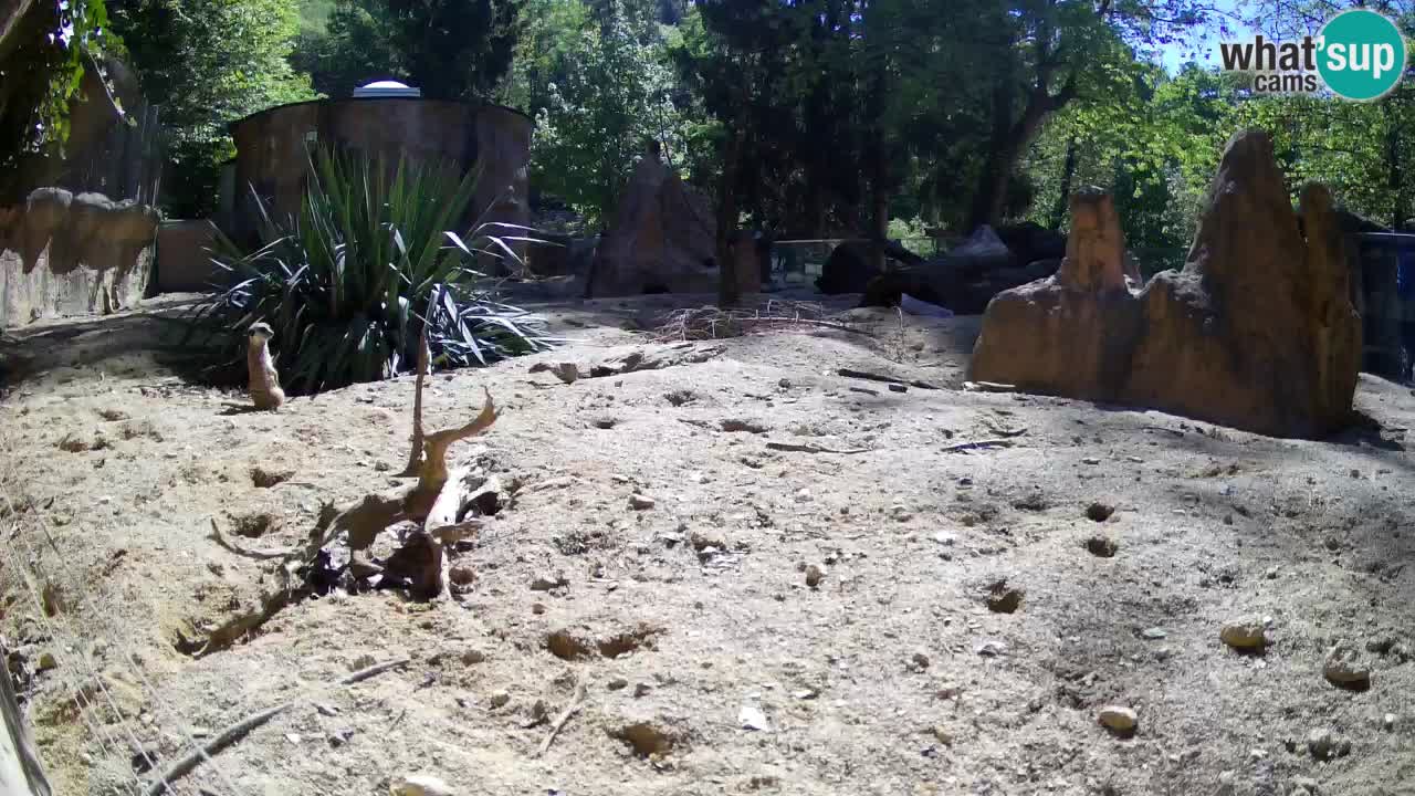 Webcam Zoo Ljubljana – Suricate