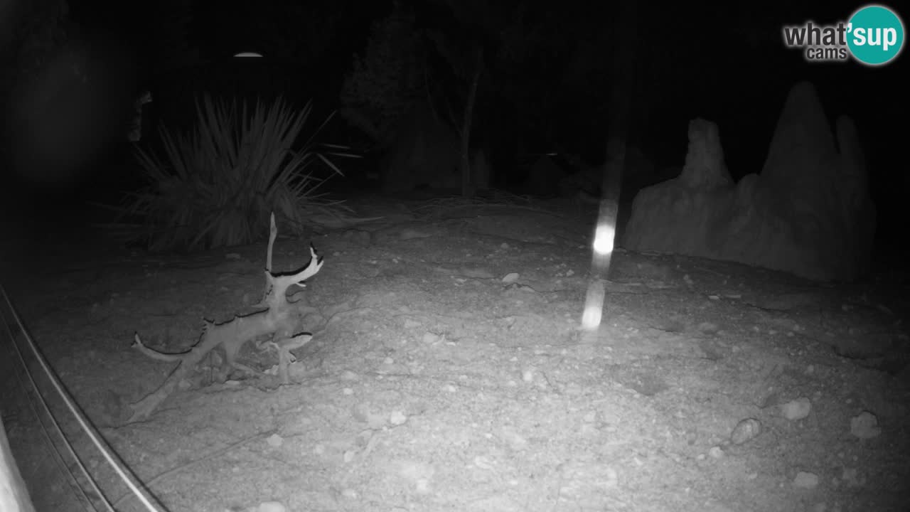 Live cam Zoo Ljubljana – Erdmännchen