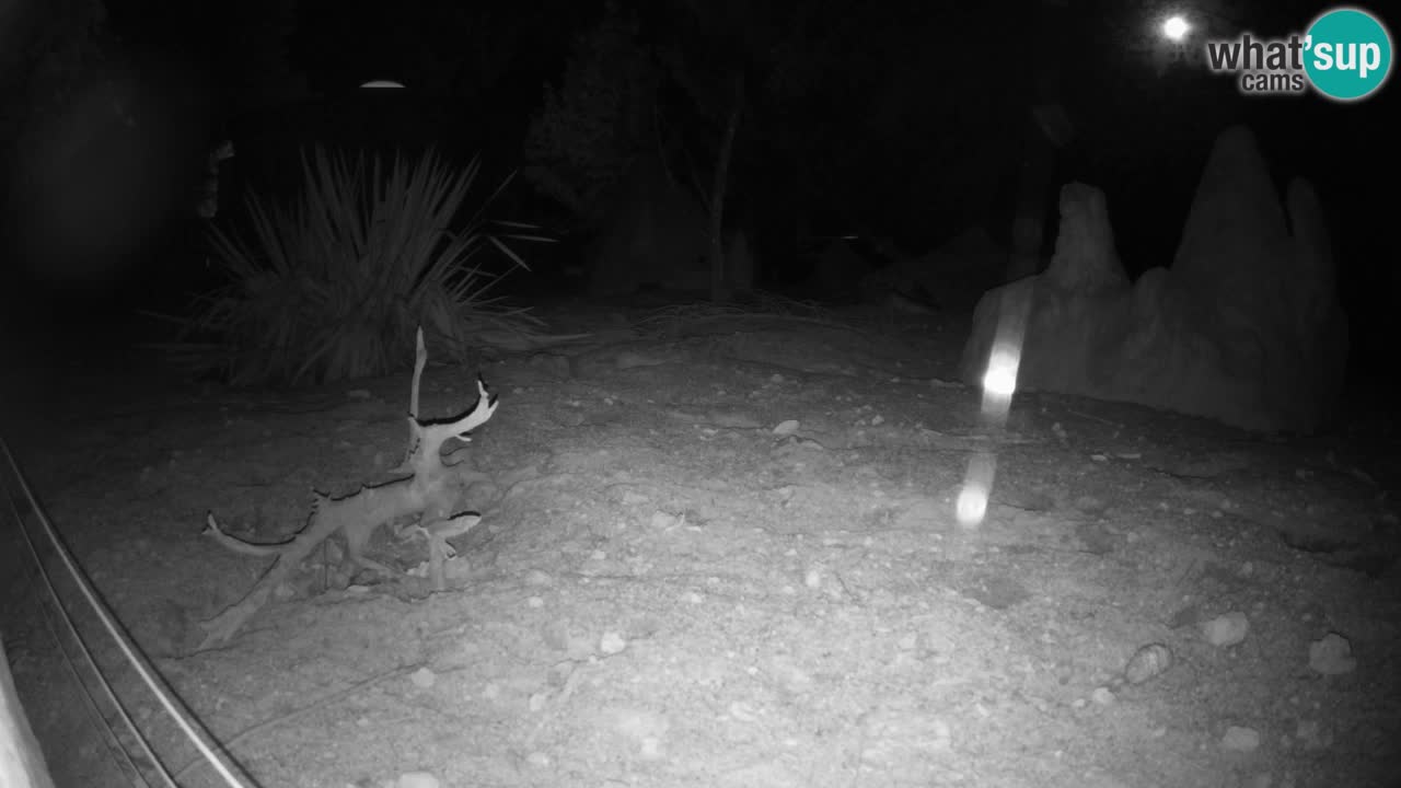 Zoo Ljubljana – Live webcam Meerkat (Suricata)