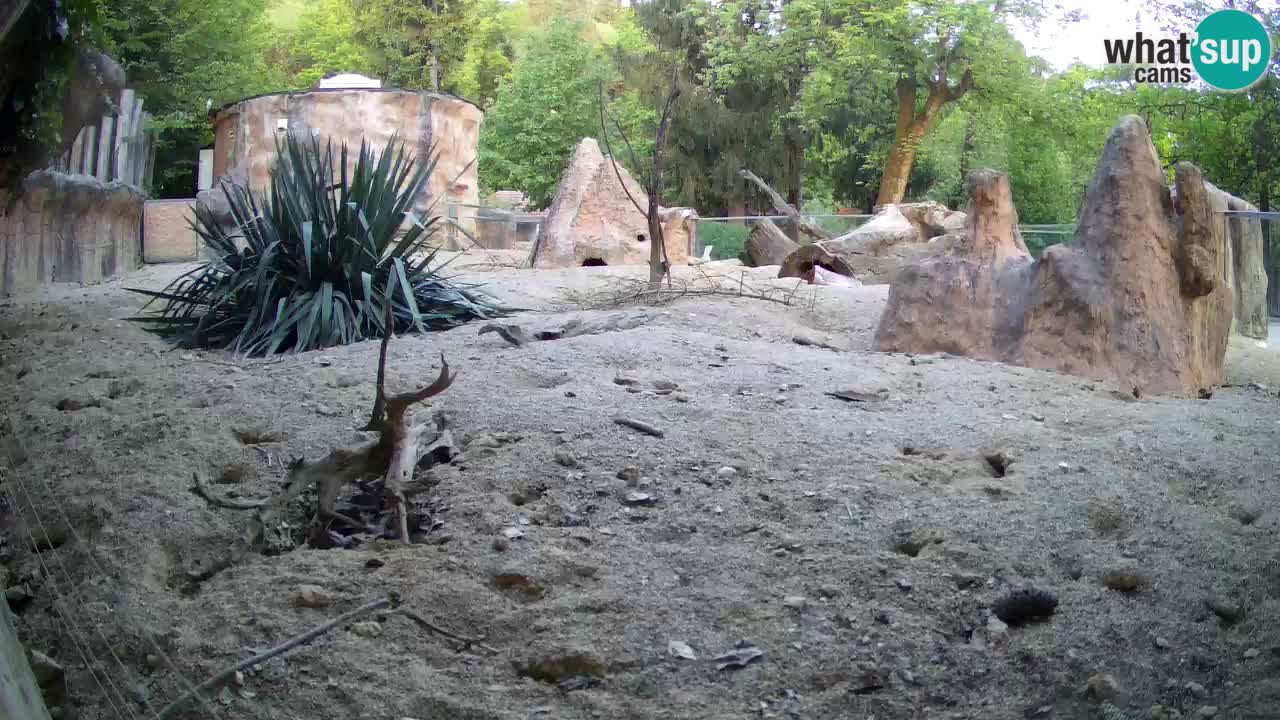 Zoo Ljubljana – Live webcam Meerkat (Suricata)