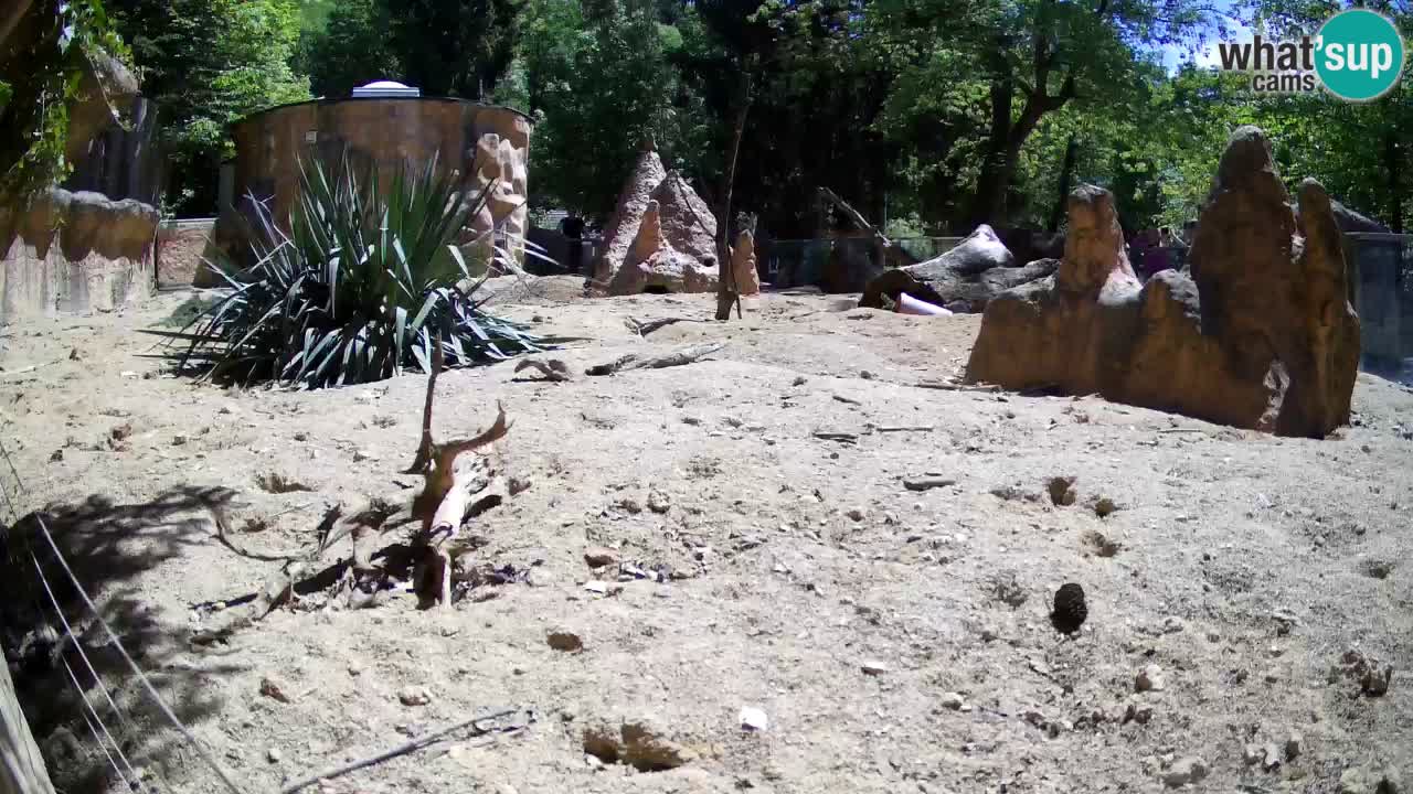 Live cam Zoo Ljubljana – Erdmännchen