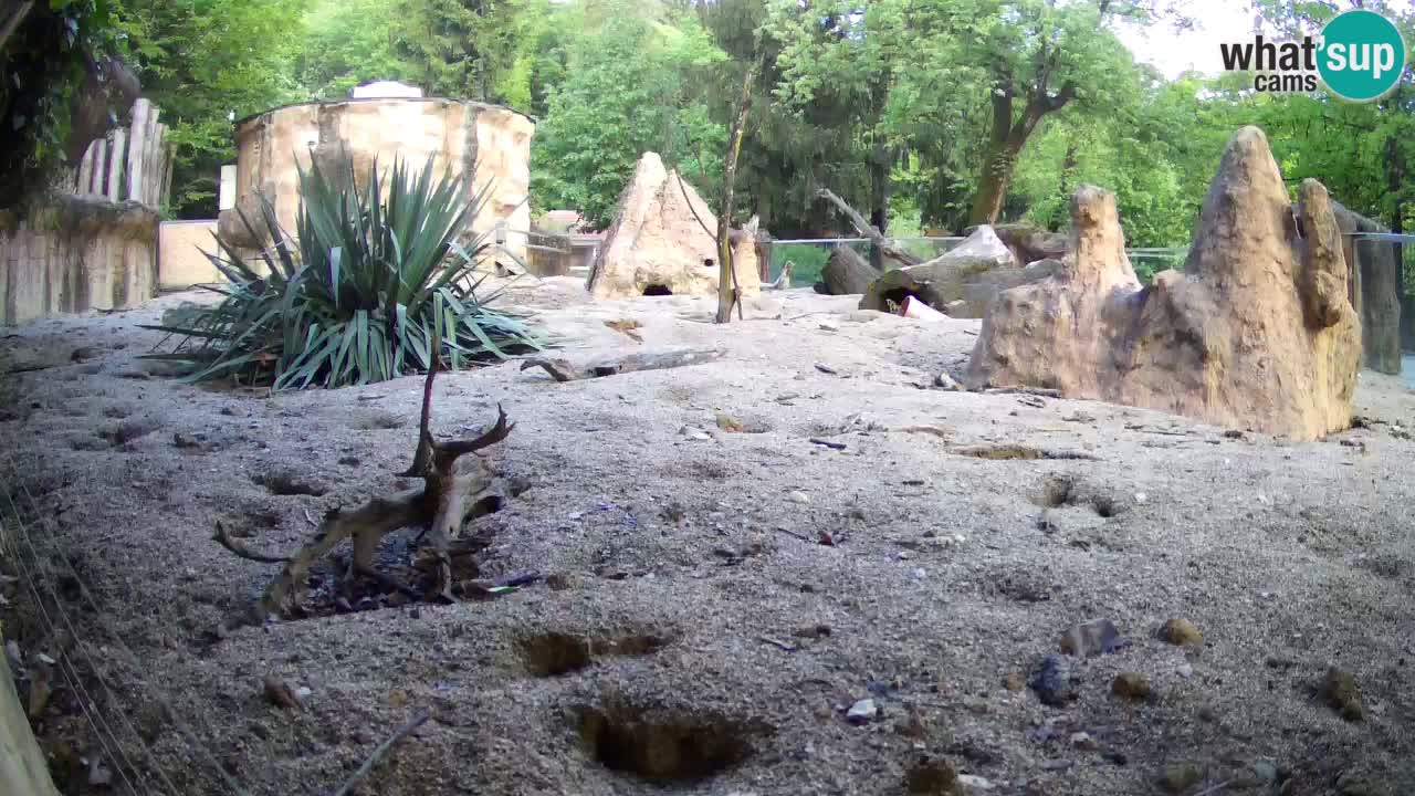 Zoo Ljubljana – Live webcam Meerkat (Suricata)
