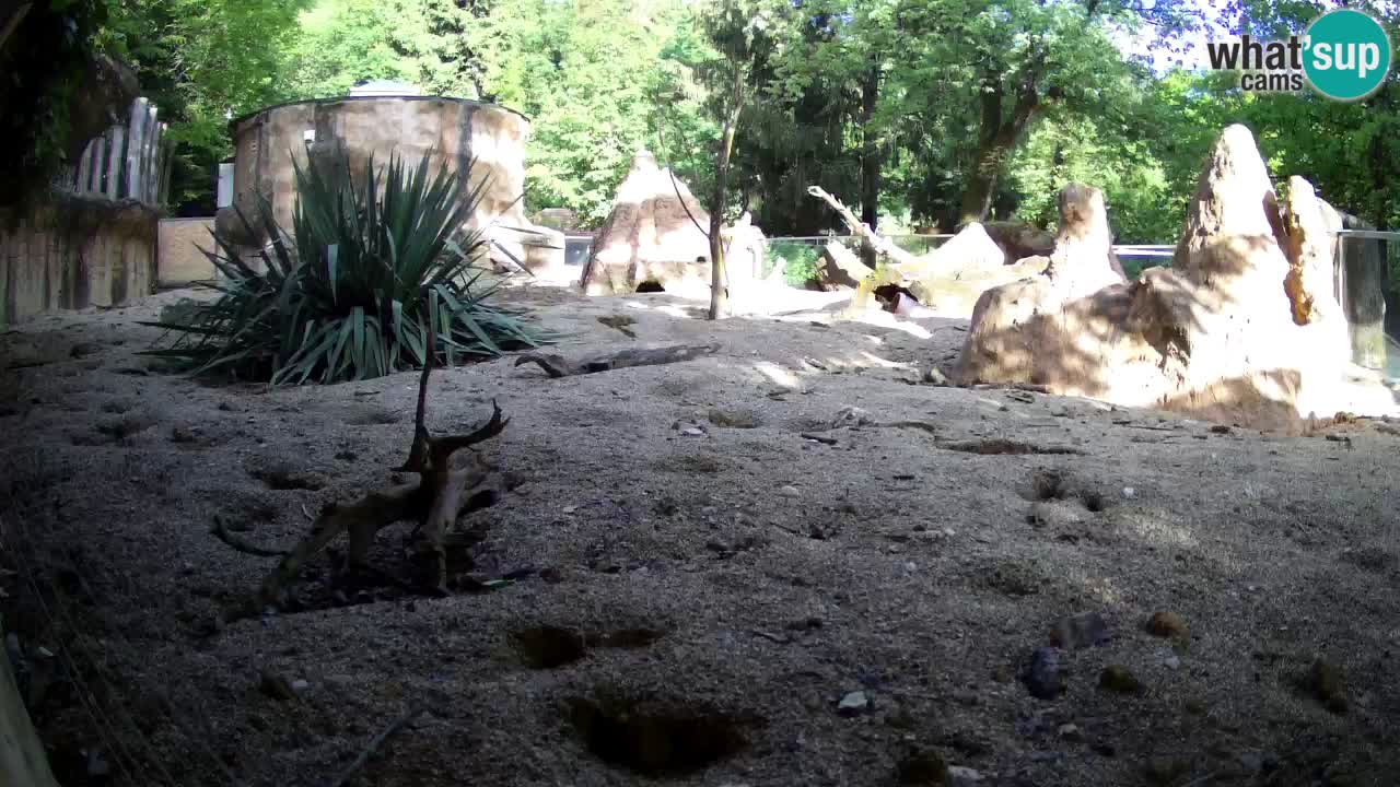 Live cam Zoo Ljubljana – Erdmännchen