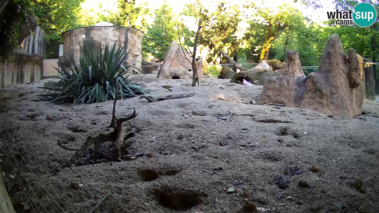 Zoo Ljubljana – Live webcam Meerkat (Suricata)