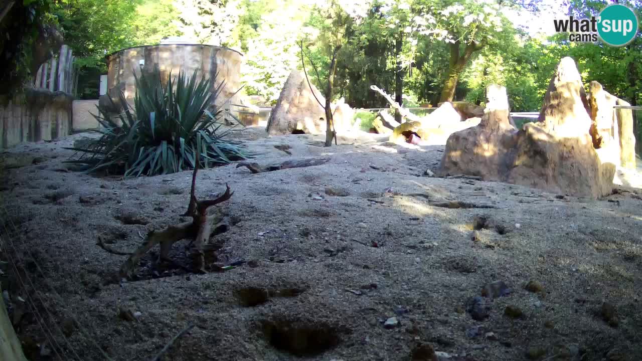 Webcam live Zoo Ljubljana – Suricata
