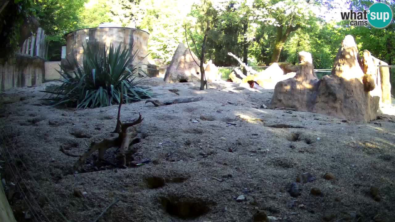 Web kamera Zoo Ljubljana – Merkat