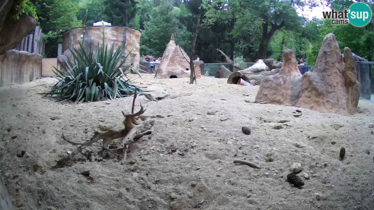 Live cam Zoo Ljubljana – Erdmännchen