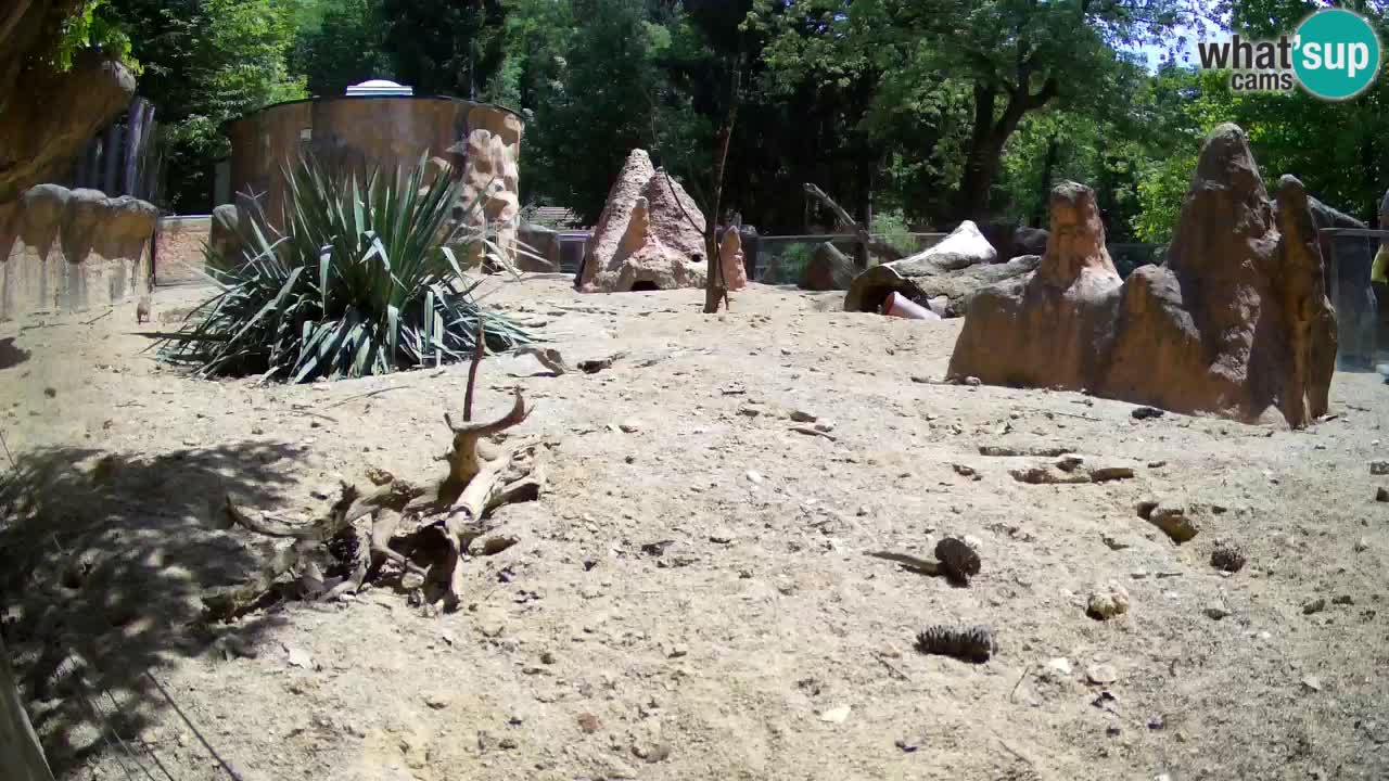 Zoo Ljubljana – Live webcam Meerkat (Suricata)