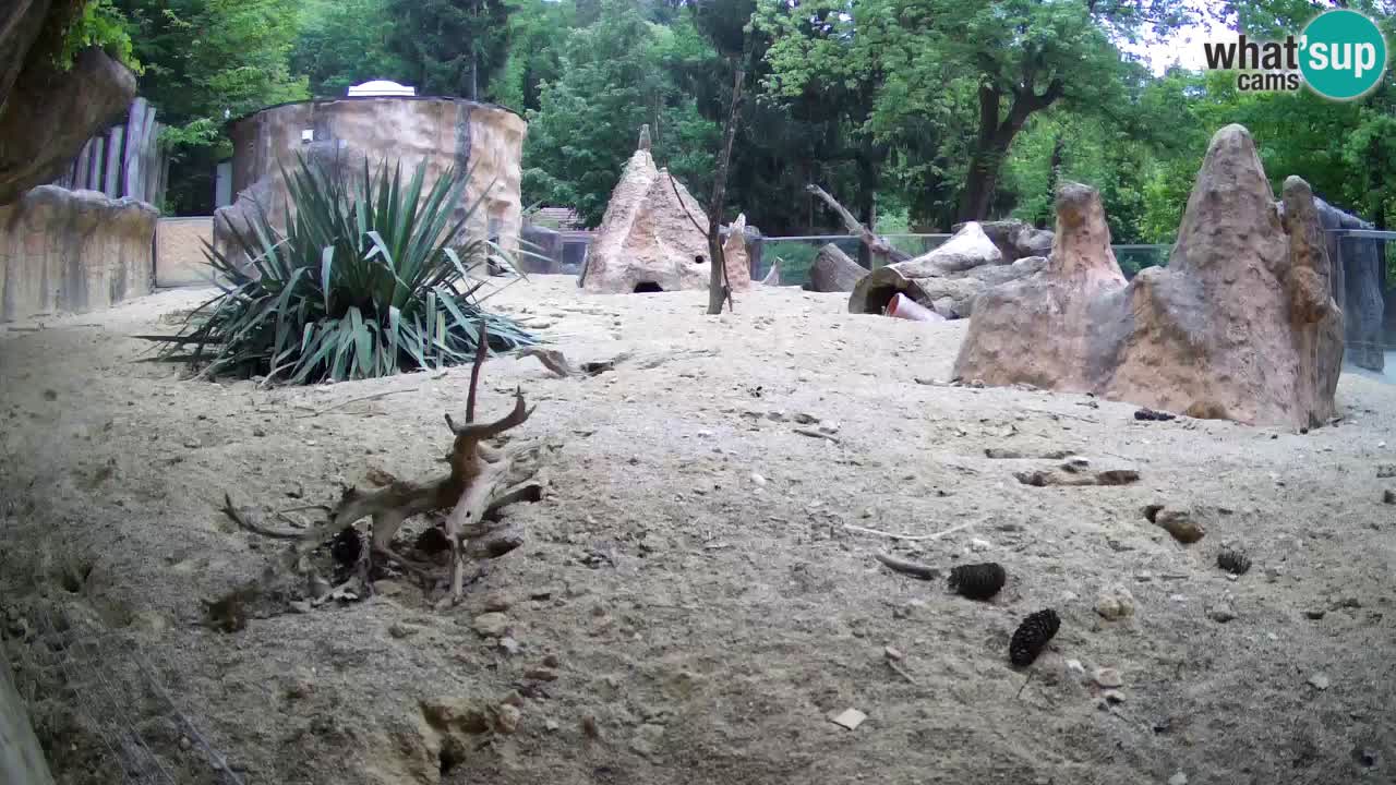 Webcam Zoo Ljubljana – Suricate