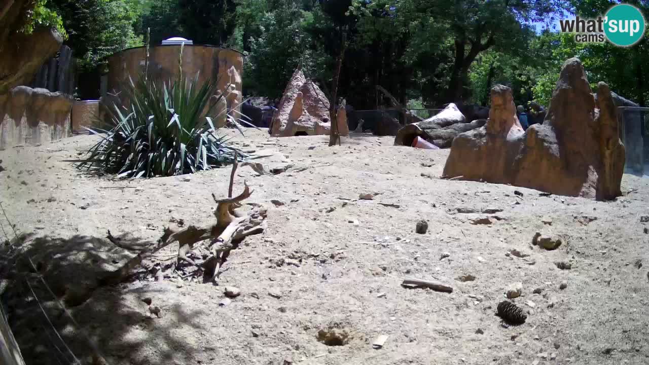 Web kamera Zoo Ljubljana – Merkat