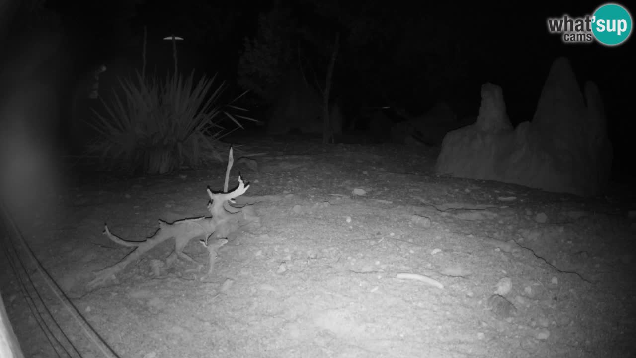 Webcam live Zoo Ljubljana – Suricata