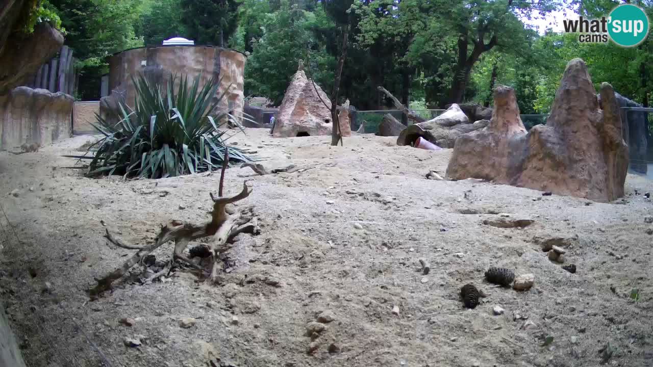 Webcam Zoo Ljubljana – Suricate