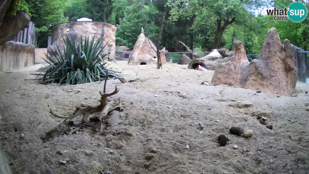 Webcam live Zoo Ljubljana – Suricata