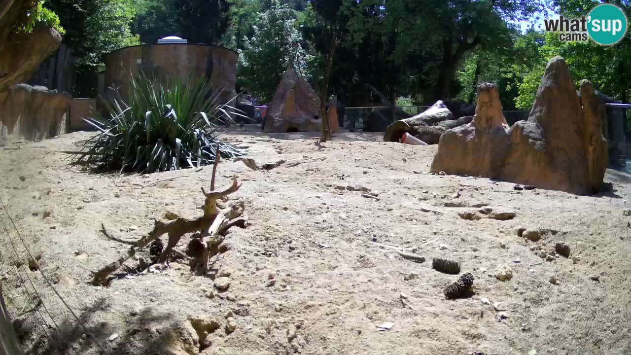 Webcam live Zoo Ljubljana – Suricata
