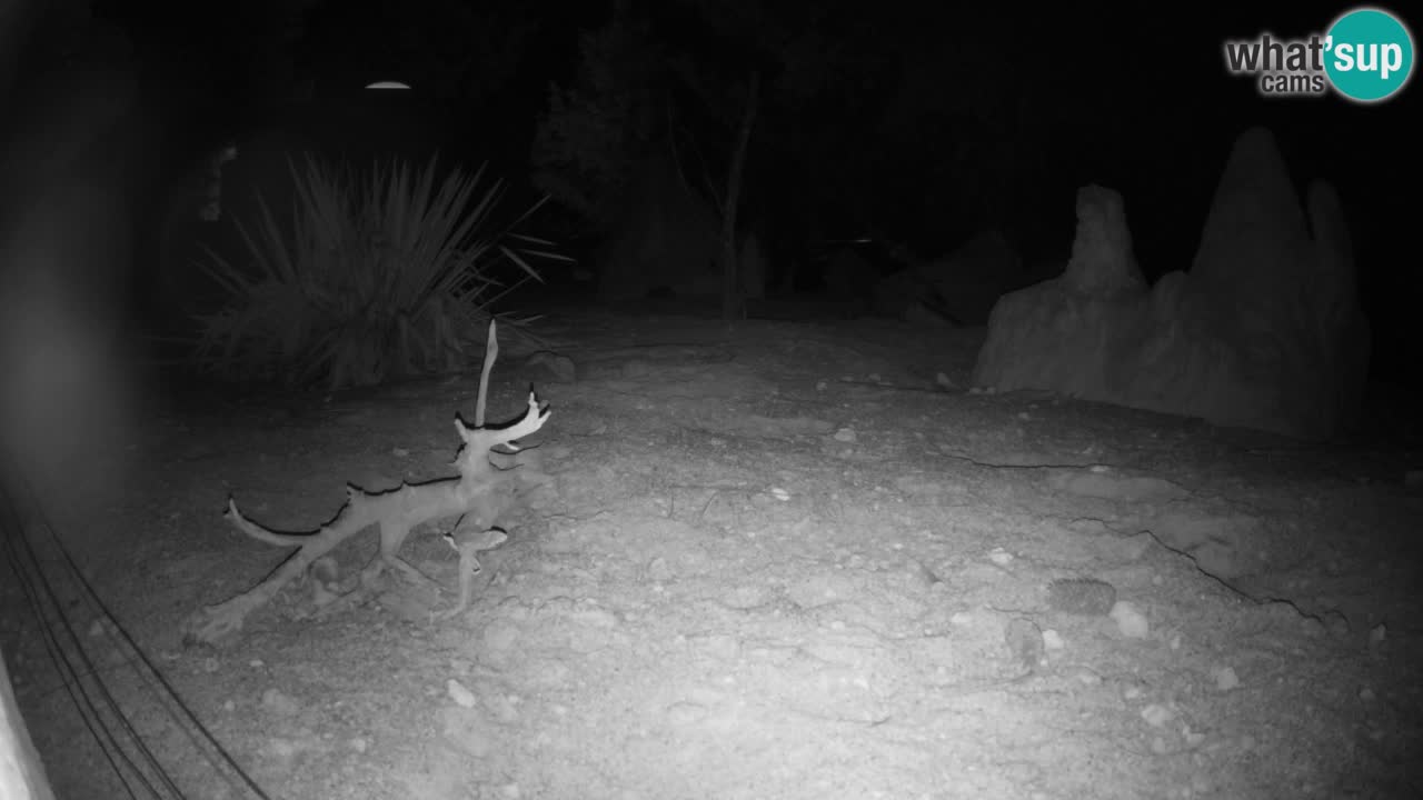 Live cam Zoo Ljubljana – Erdmännchen