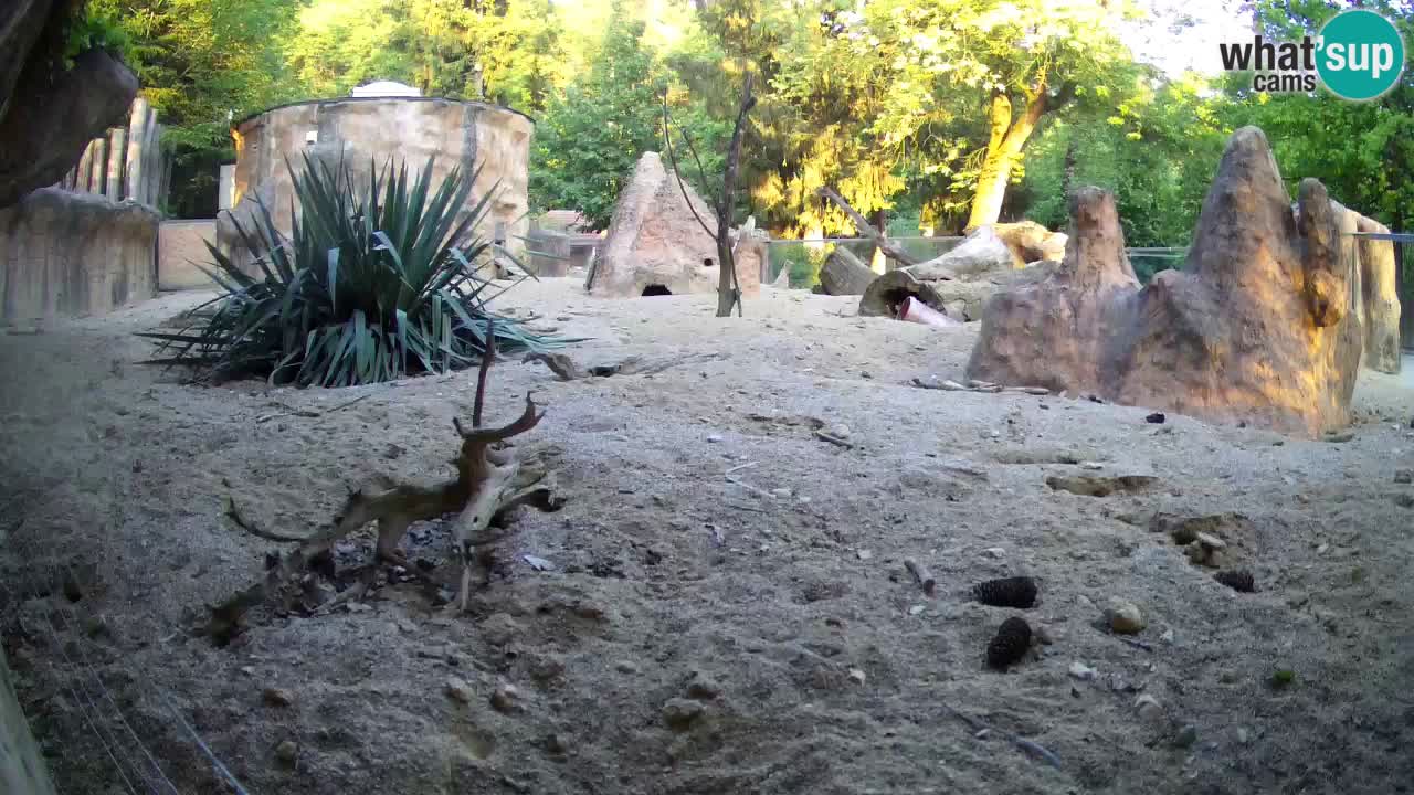Webcam Zoo Ljubljana – Suricate
