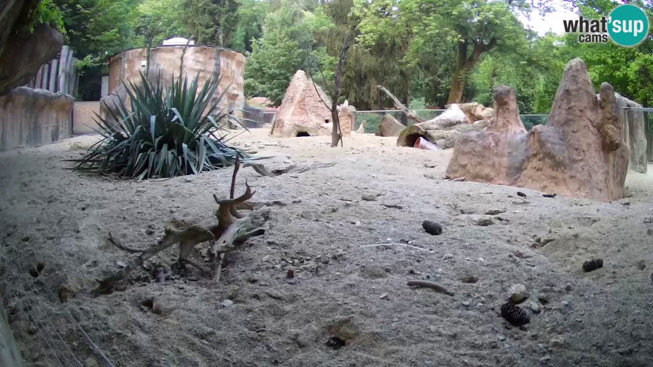 Live cam Zoo Ljubljana – Erdmännchen