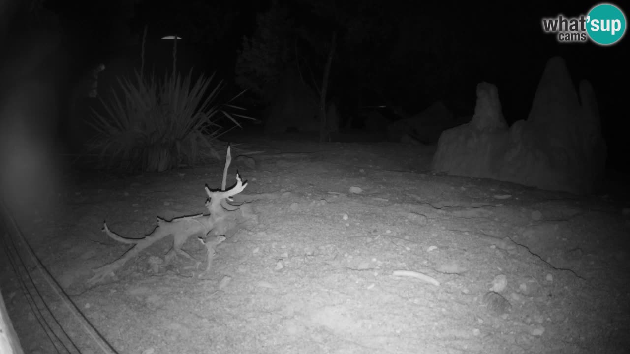 Zoo Ljubljana – Live webcam Meerkat (Suricata)