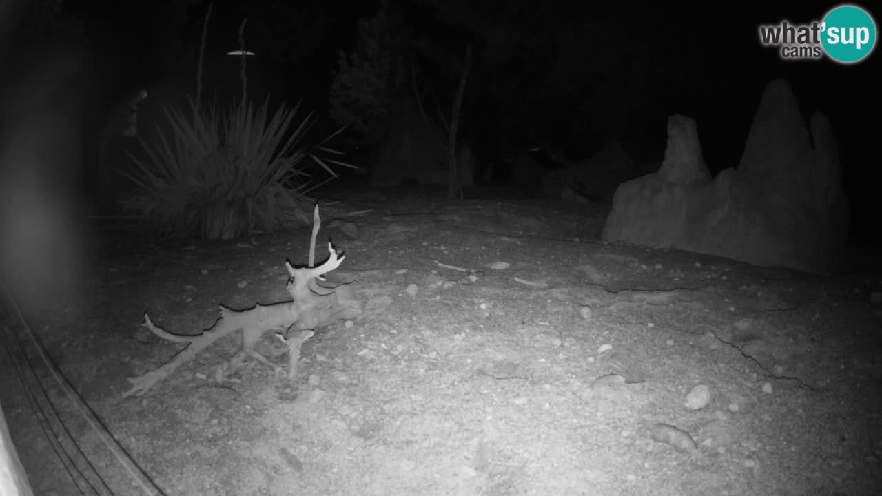 Zoo Ljubljana – Live webcam Meerkat (Suricata)