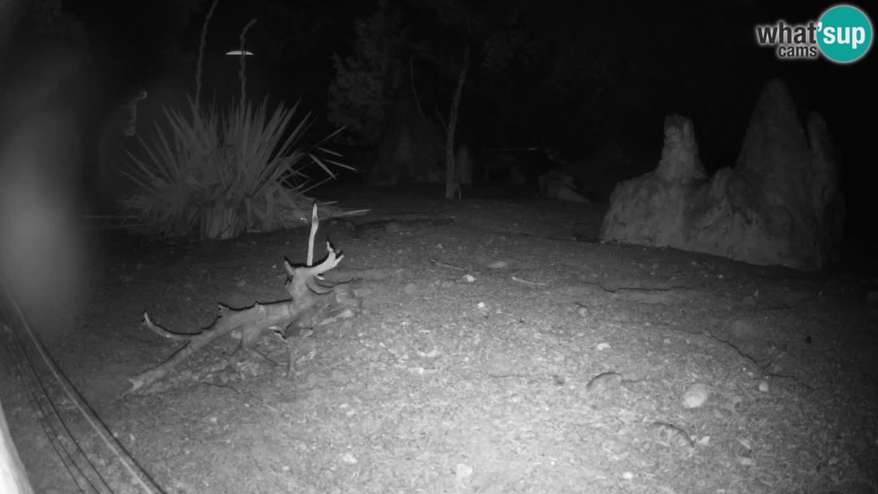 Webcam Zoo Ljubljana – Suricate