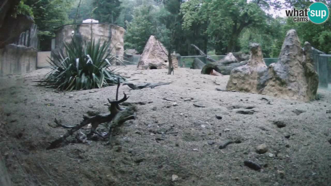 Live cam Zoo Ljubljana – Erdmännchen
