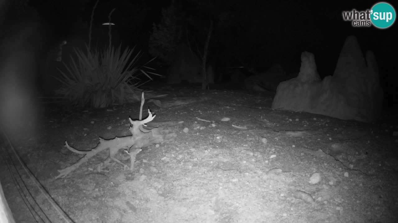 Webcam live Zoo Ljubljana – Suricata
