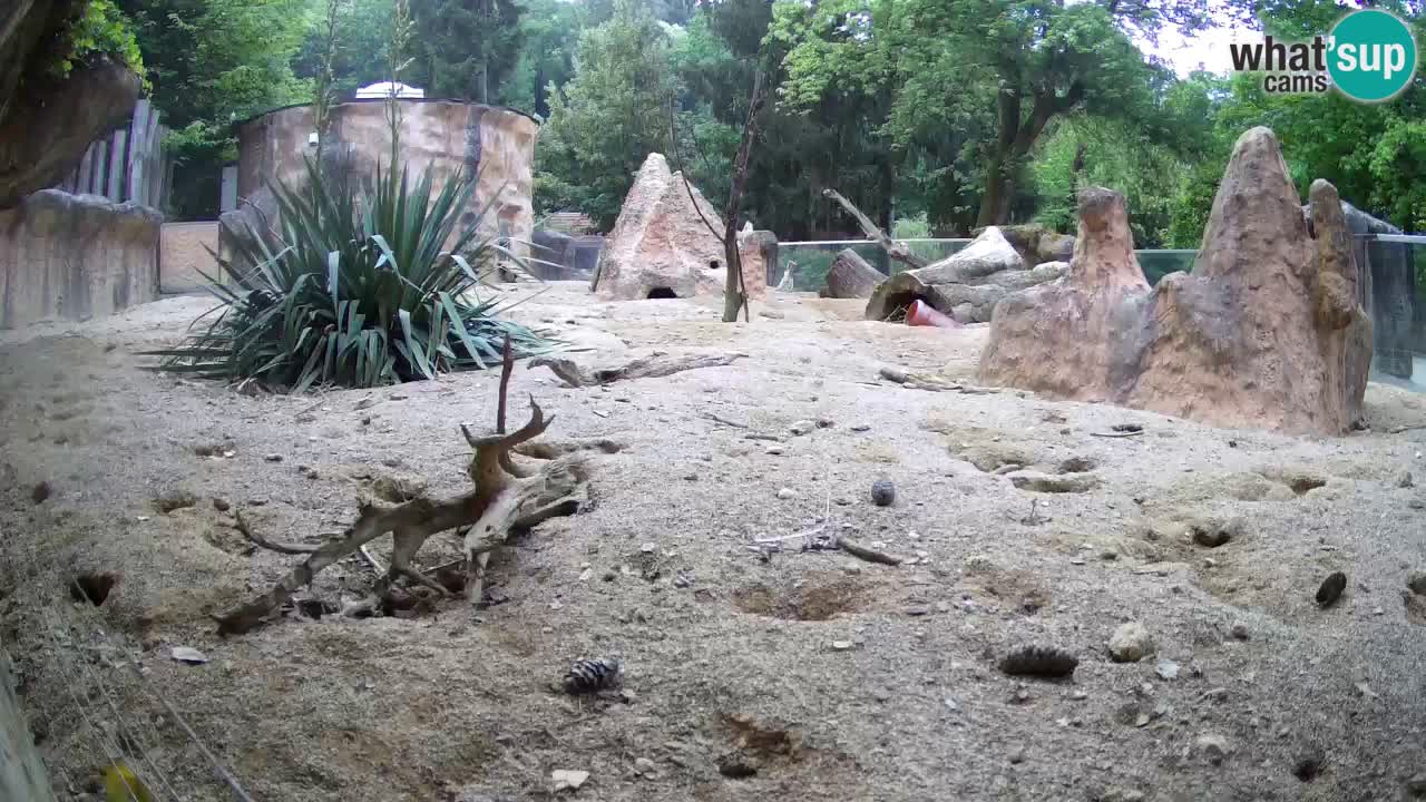 Zoo Ljubljana – Live webcam Meerkat (Suricata)