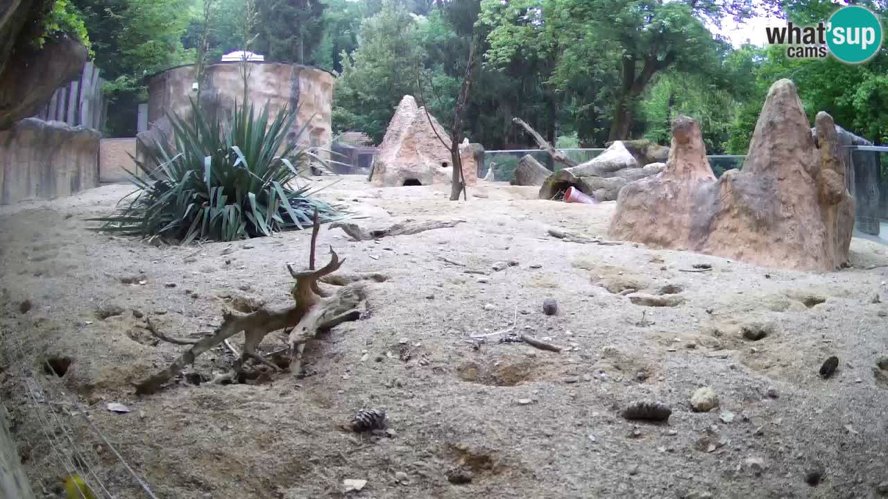 Zoo Ljubljana – Meerkat (Suricata)