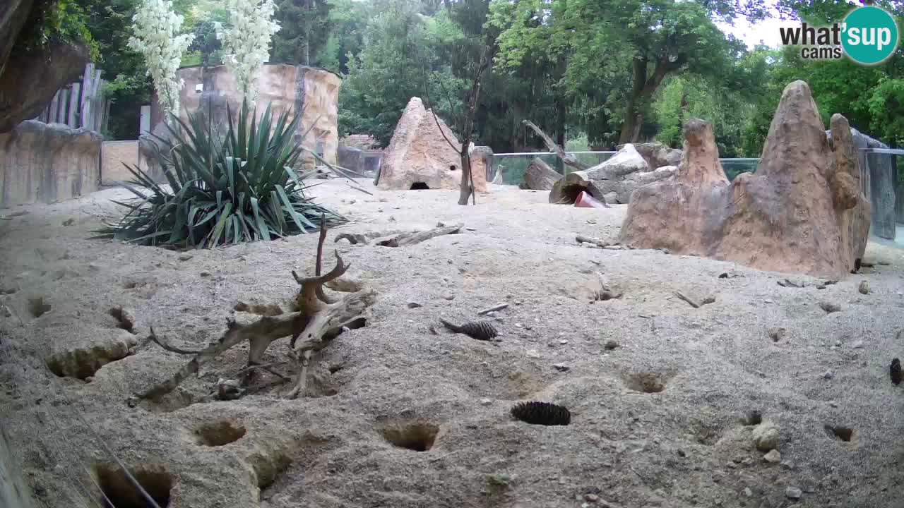Webcam live Zoo Ljubljana – Suricata
