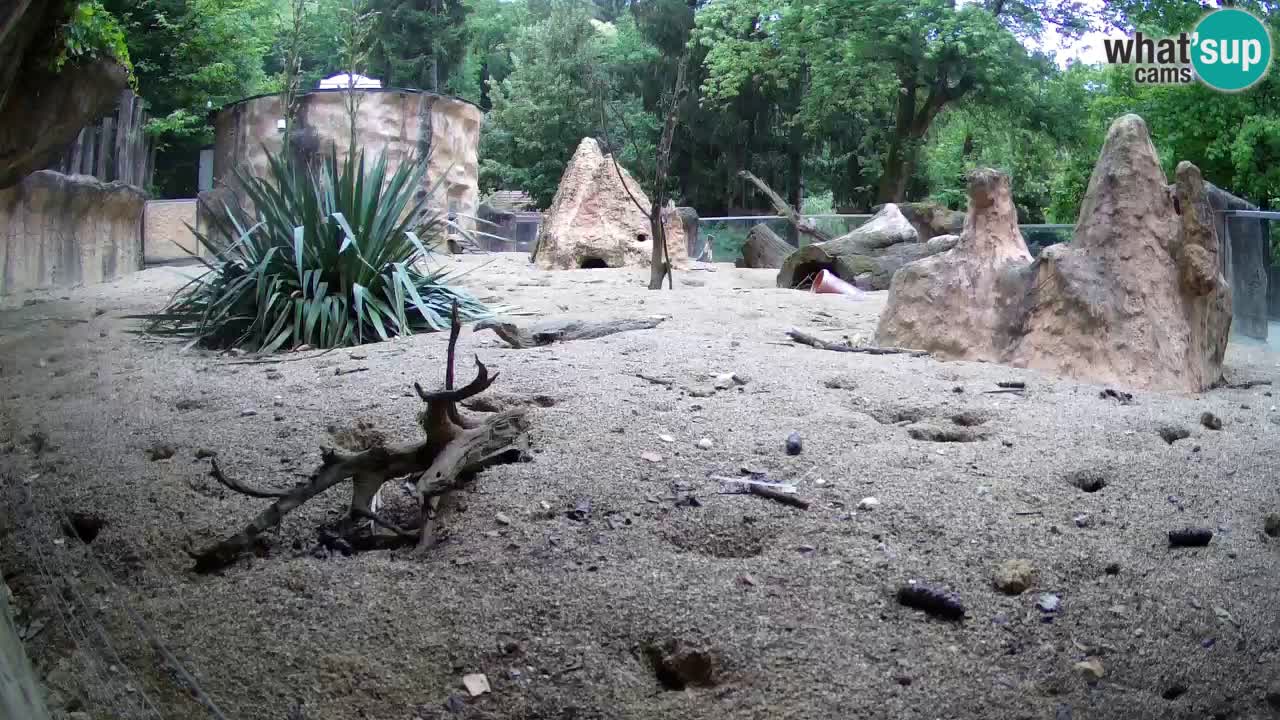 Live cam Zoo Ljubljana – Erdmännchen