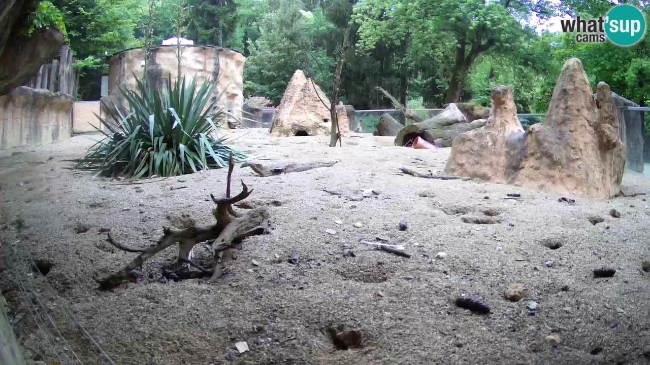 Web kamera Zoo Ljubljana – Merkat