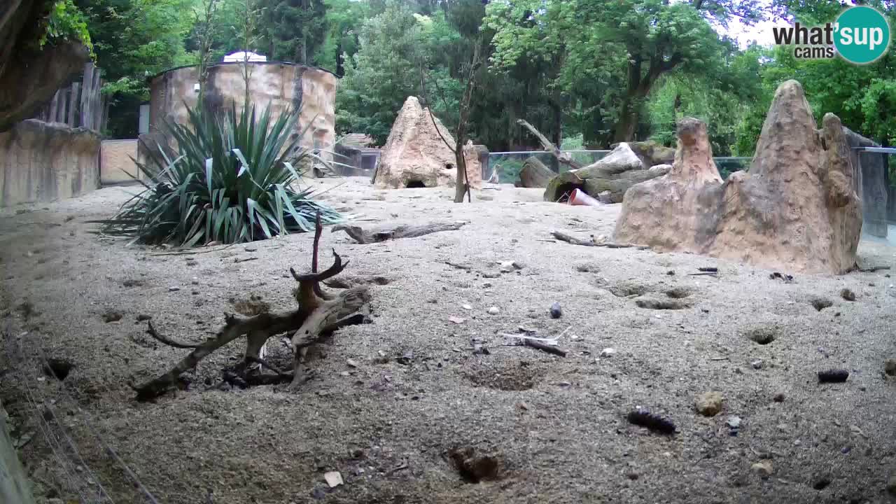 Webcam live Zoo Ljubljana – Suricata