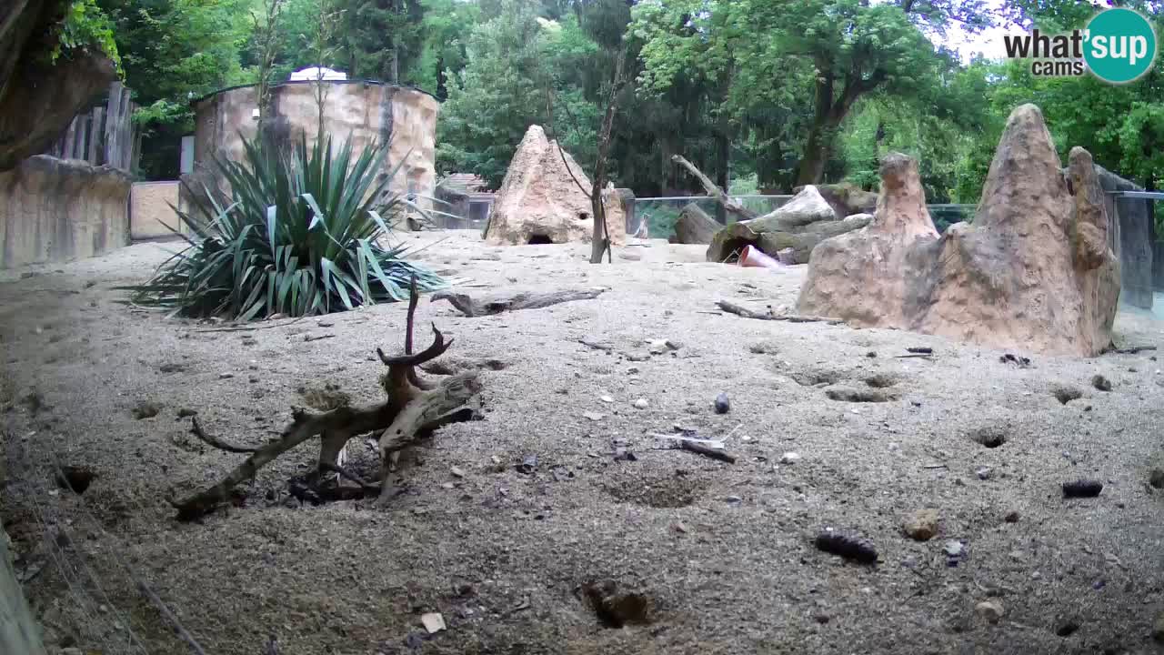 Webcam Zoo Ljubljana – Suricate