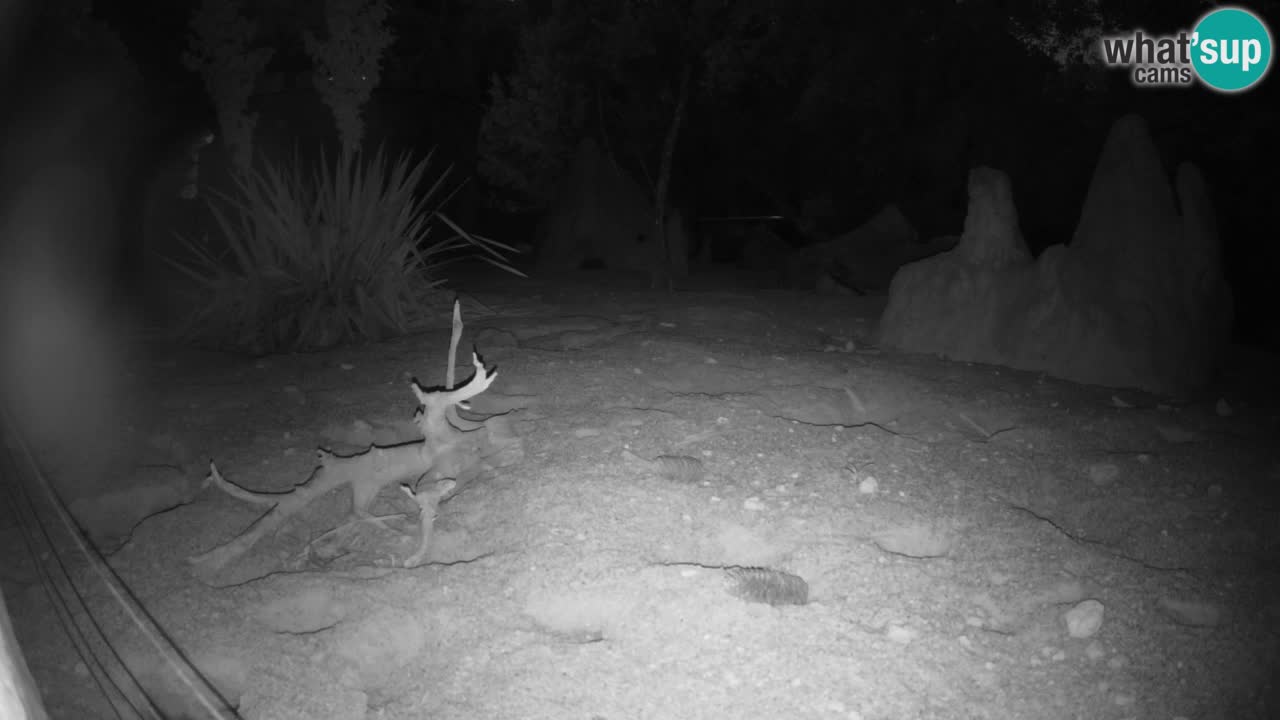 Zoo Ljubljana – Live webcam Meerkat (Suricata)