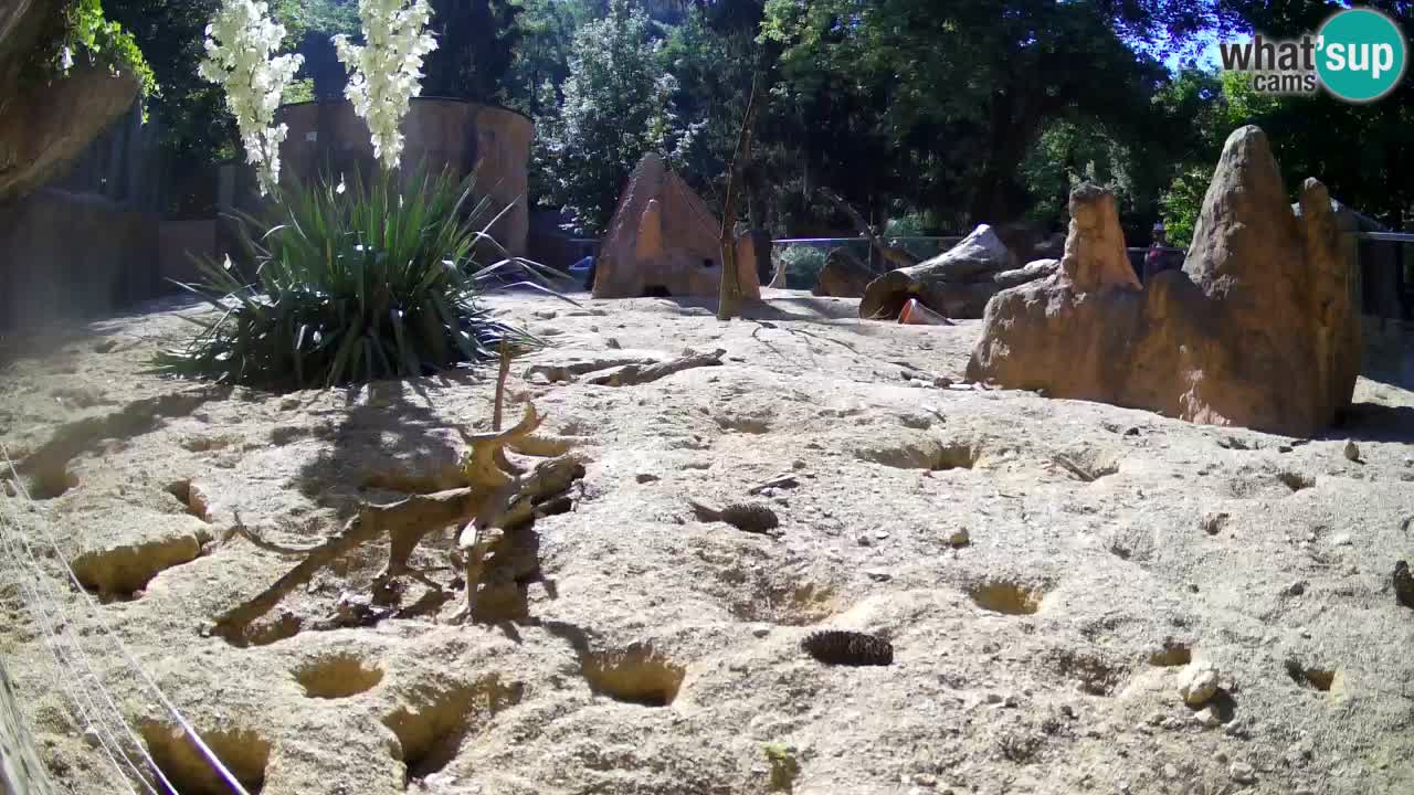 Webcam Zoo Ljubljana – Suricate