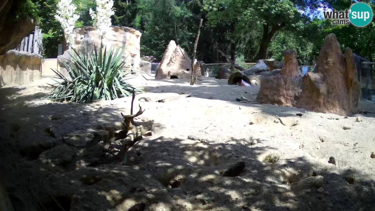 Web kamera Zoo Ljubljana – Merkat
