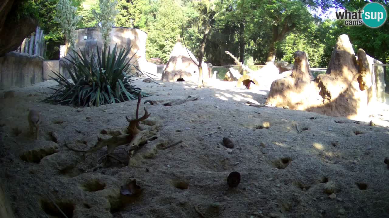 Live cam Zoo Ljubljana – Erdmännchen