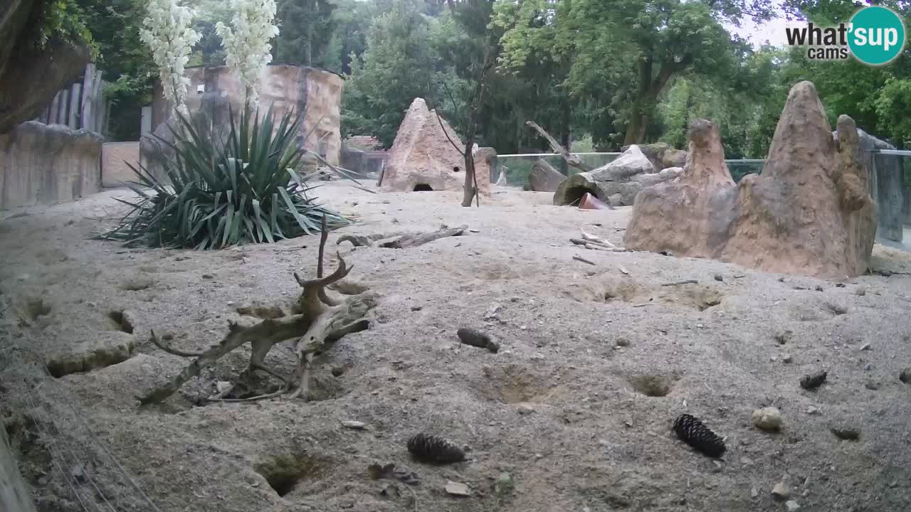 Zoo Ljubljana – Live webcam Meerkat (Suricata)