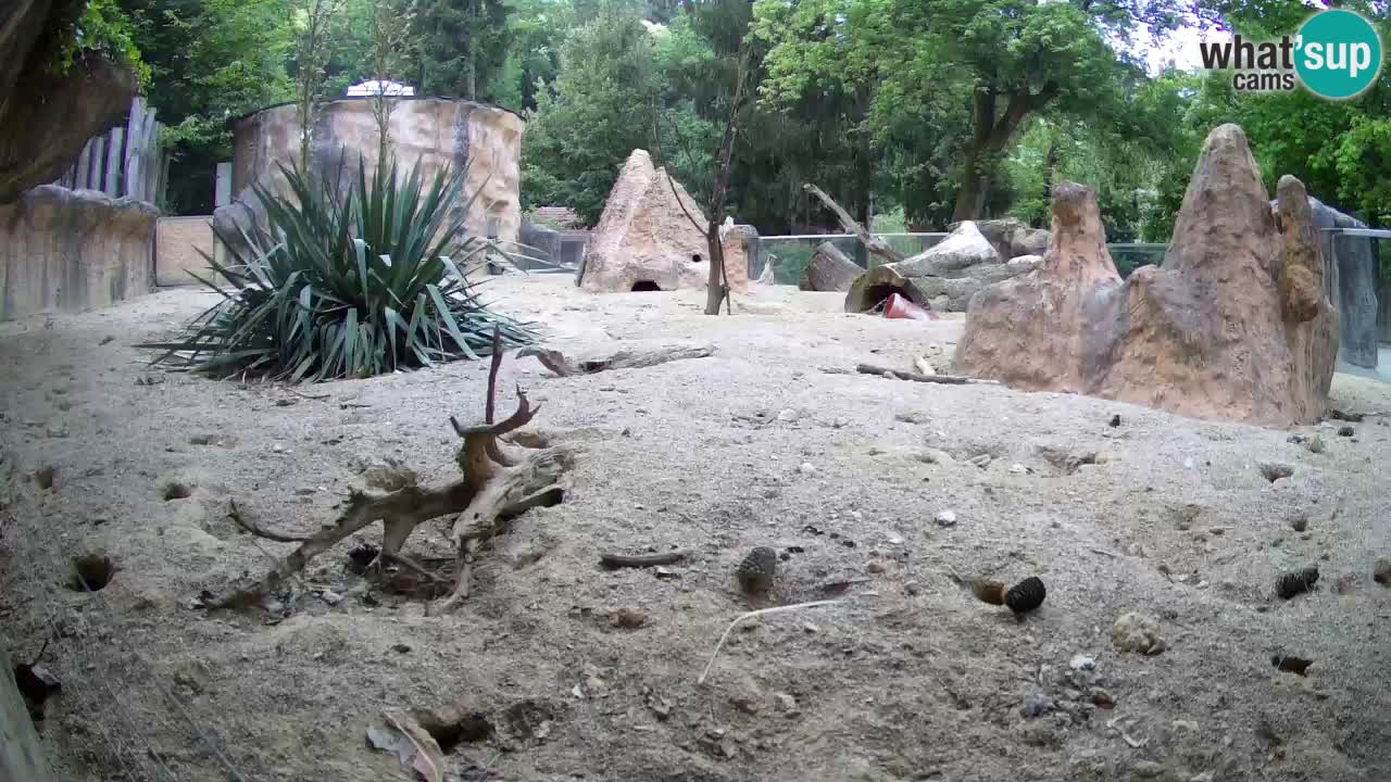 Zoo Ljubljana – Meerkat (Suricata)