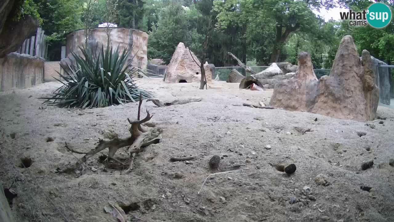 Webcam live Zoo Ljubljana – Suricata