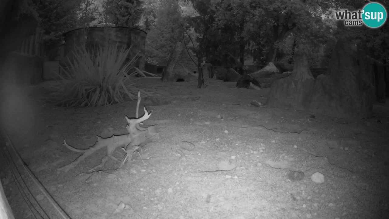 Zoo Ljubljana – Live webcam Meerkat (Suricata)