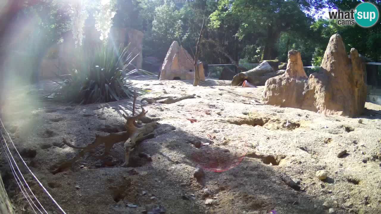 Live cam Zoo Ljubljana – Erdmännchen
