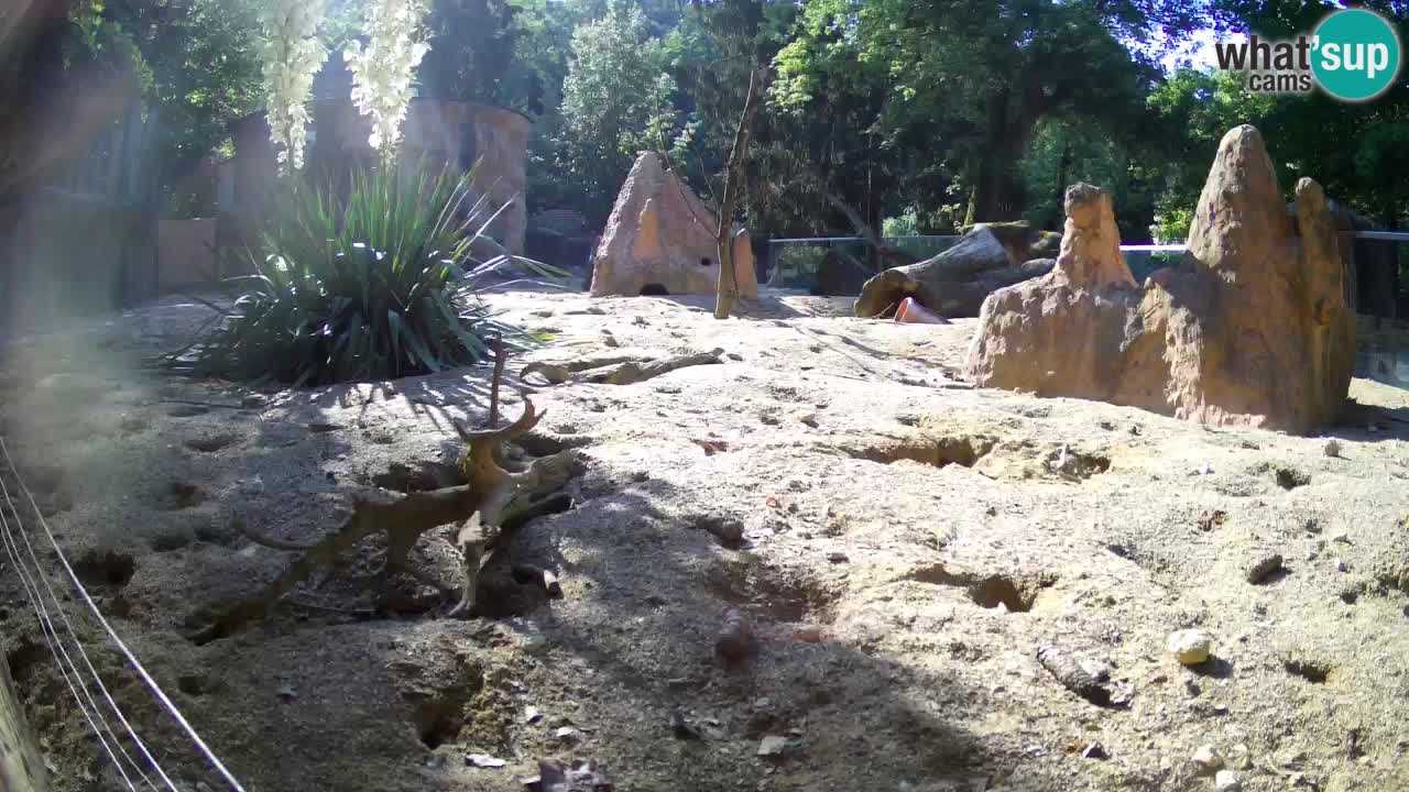 Web kamera Zoo Ljubljana – Merkat